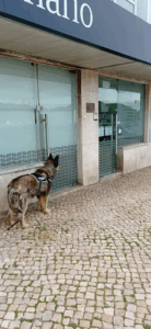 AniCura Restelo Hospital Veterinário