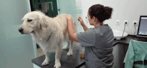Bichomix - Hospital Veterinário