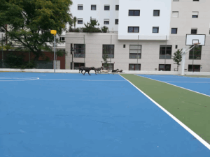 Dog Planet