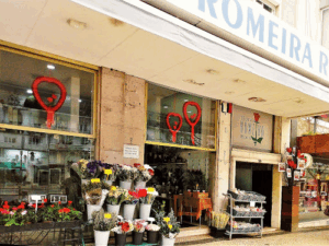 Flores Romeira Roma
