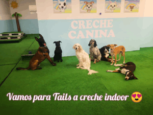 Tails Creche Canina By Petmais