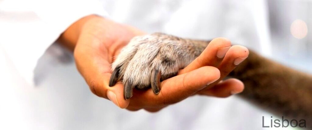 Os 7 Melhores Veterinários de Lisboa